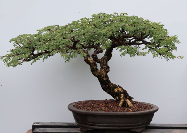 Acacia.jpg (6716 bytes)